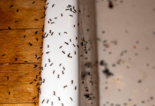 Best Pest Prevention Services  in Rose Hills, CA