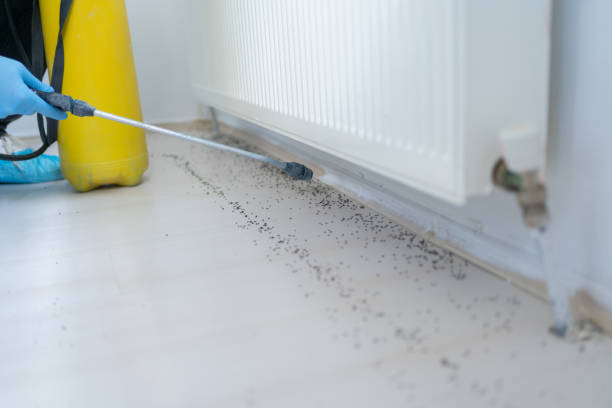 Best Mosquito Control Services  in Rose Hills, CA